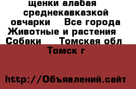 щенки алабая ( среднекавказкой овчарки) - Все города Животные и растения » Собаки   . Томская обл.,Томск г.